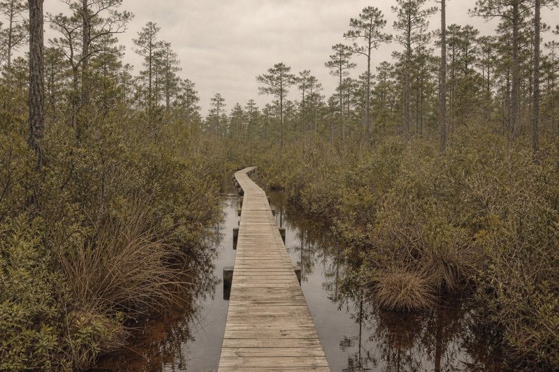 A raised timber boardwalk winding low through flooded pocosin on the Neusiok Trail, tannin-black standing water either side beneath loblolly pines.
